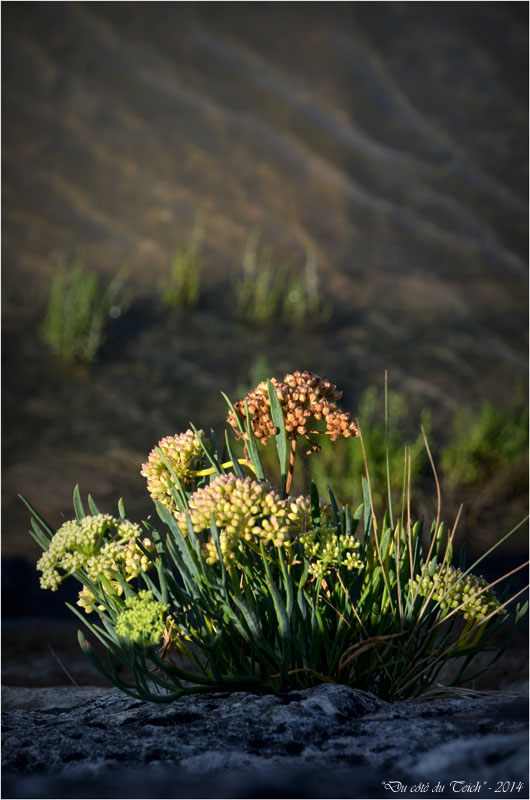 BLOG-DSC_31252-plante digue Arès