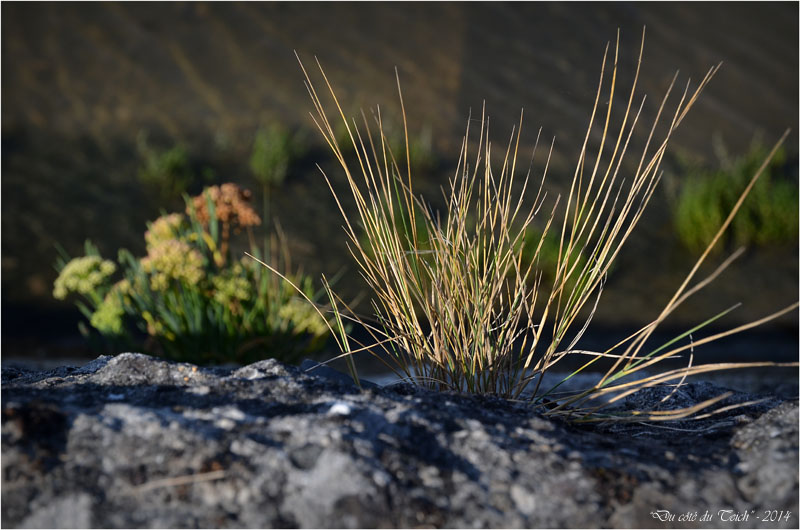 BLOG-DSC_31253-plantes digue Arès