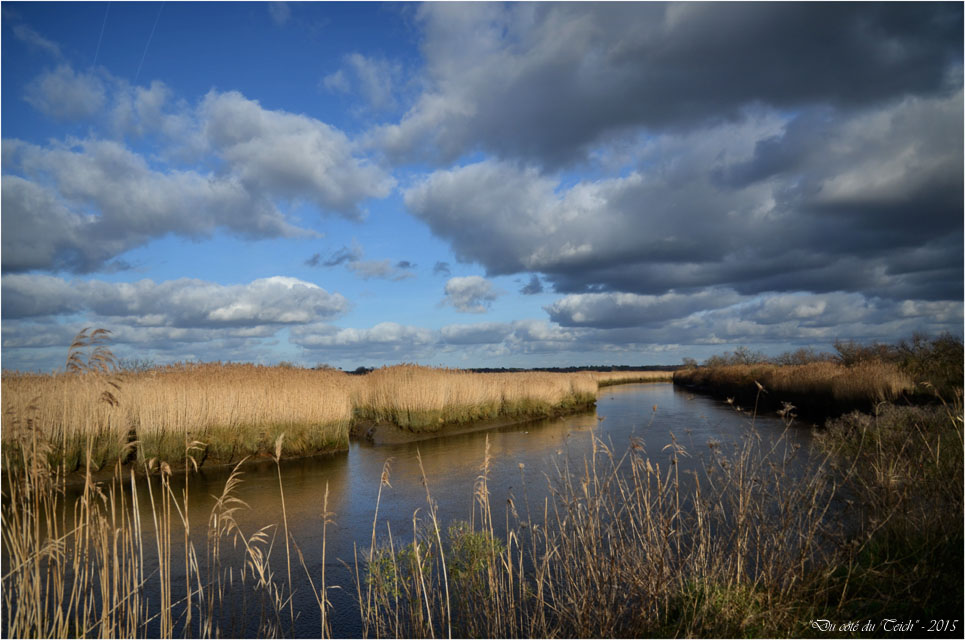 BLOG-DSC_33185-Leyre le Teich