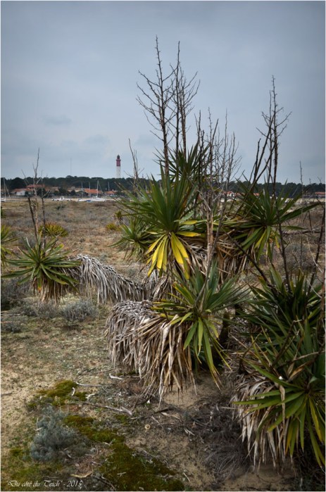 BLOG-DSC_33552-conche du Mimbeau Cap-Ferret