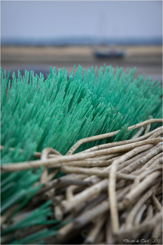 BLOG-DSC_33689-face conche Cap Ferret