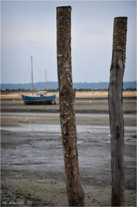 BLOG-DSC_33693-pignots et Windekind conche du Mimbeau Cap-Ferret