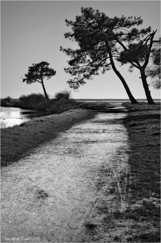 BLOG-DSC_34095-pins sentier littoral Cassy N&B