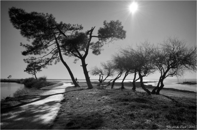 BLOG-DSC_34096-pins sentier littoral Cassy N&B