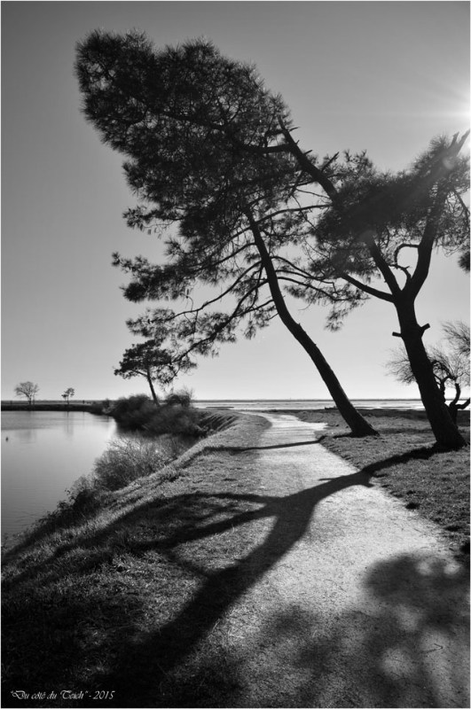 BLOG-DSC_34097-pins sentier littoral Cassy N&B