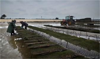BLOG-DSC_33634-parcs à huîtres CR