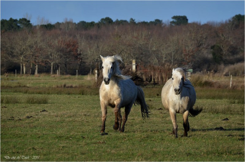 BLOG-DSC_34182-chevaux le Teich