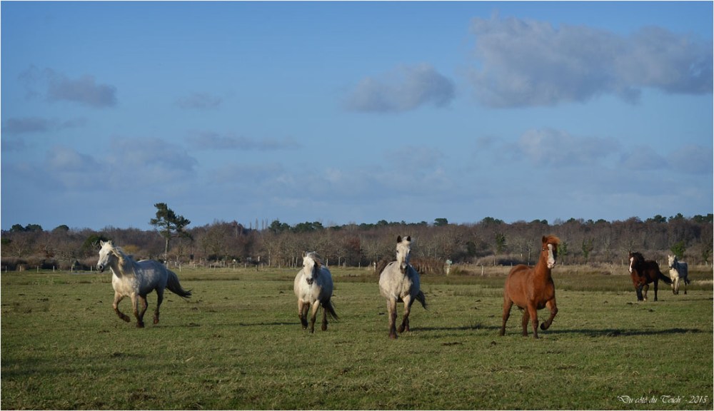 BLOG-DSC_34183-chevaux le Teich