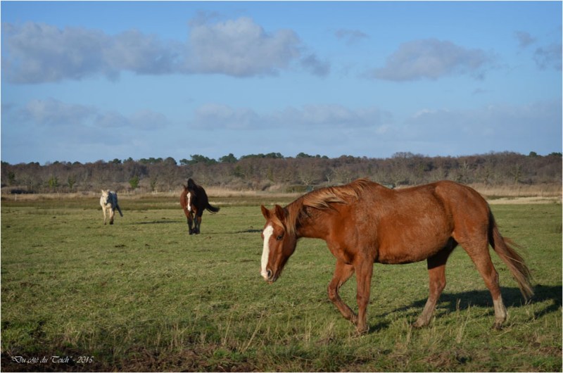 BLOG-DSC_34185-chevaux le Teich