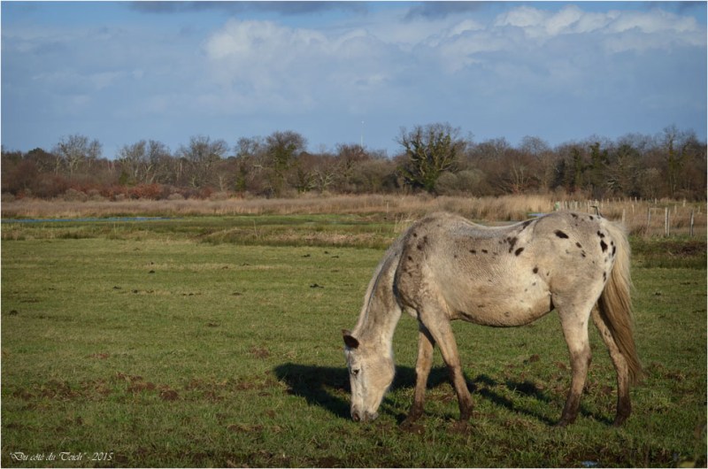 BLOG-DSC_34188-cheval le Teich