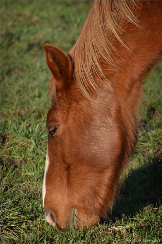 BLOG-DSC_34190-cheval le Teich