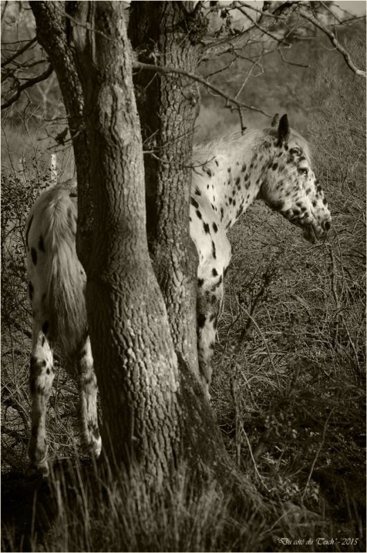 BLOG-DSC_34194-cheval Appaloosa le Teich sépia