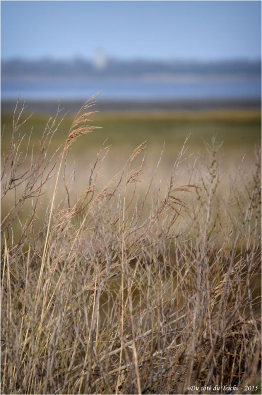 BLOG-DSC_34358-rivages port Barbotière face Audenge