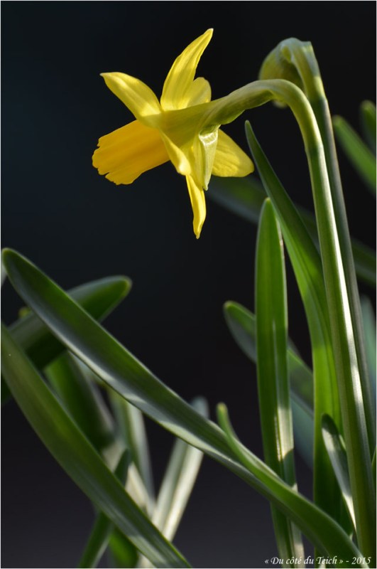 BLOG-DSC_34396-jonquille