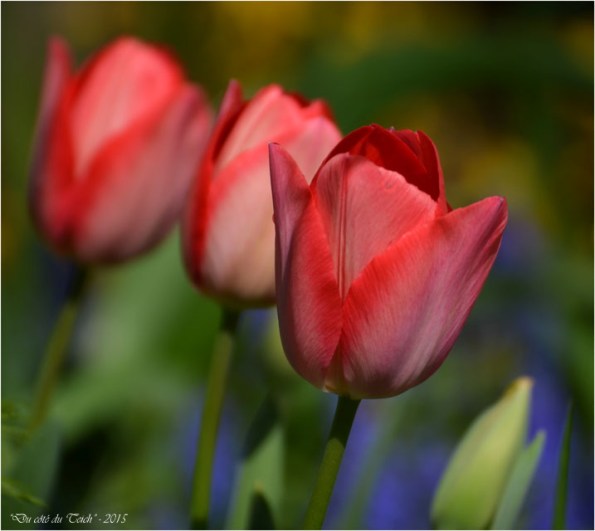BLOG-DSC_34578-tulipes jardin Bains Douches Belcier BLOG-DSC_34578-tulipes jardin Bains Douches Belcier