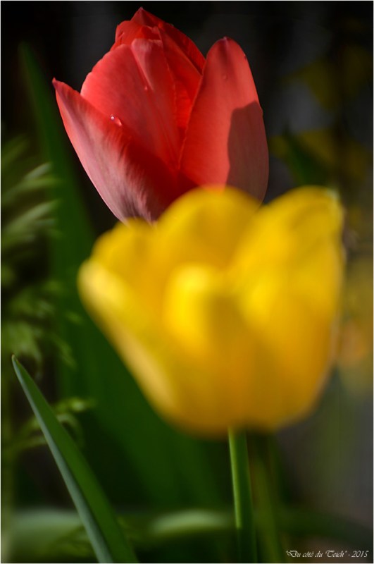 BLOG-DSC_34582-2-tulipes jardin Bains Douches Belcier BLOG-DSC_34582-2-tulipes jardin Bains Douches Belcier