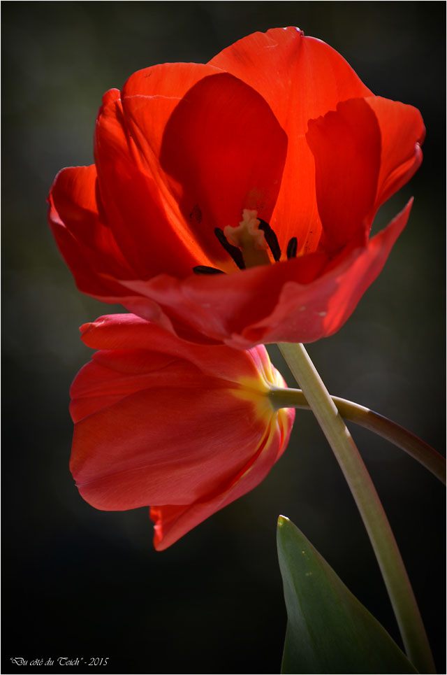 BLOG-DSC_34593-bouquet tulipes rouges
