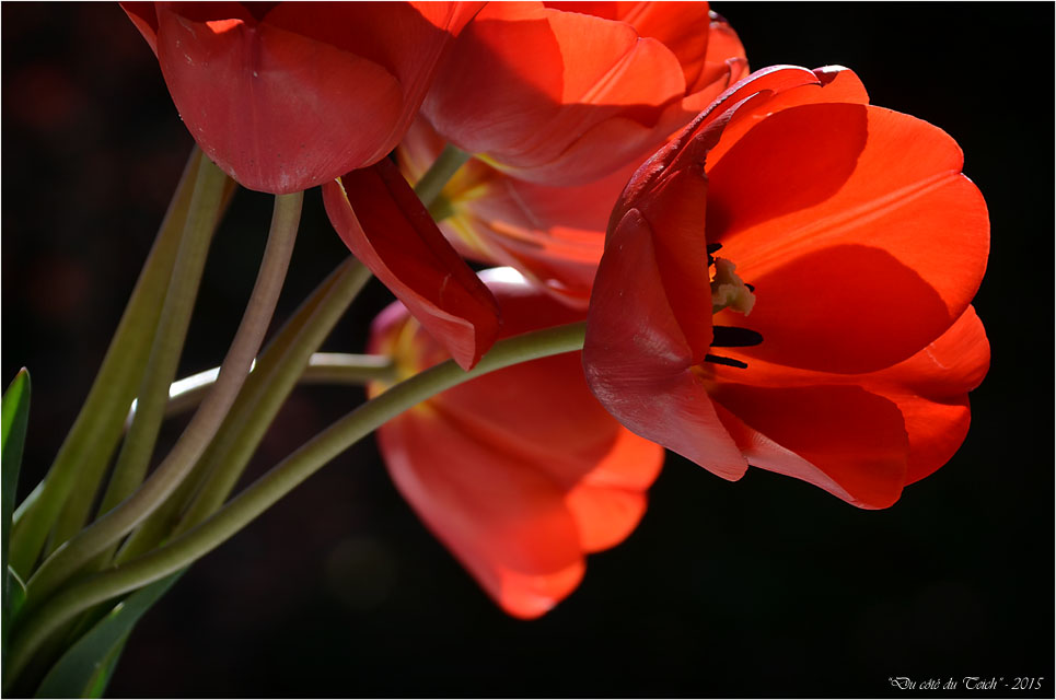 BLOG-DSC_34597-bouquet tulipes rouges 2