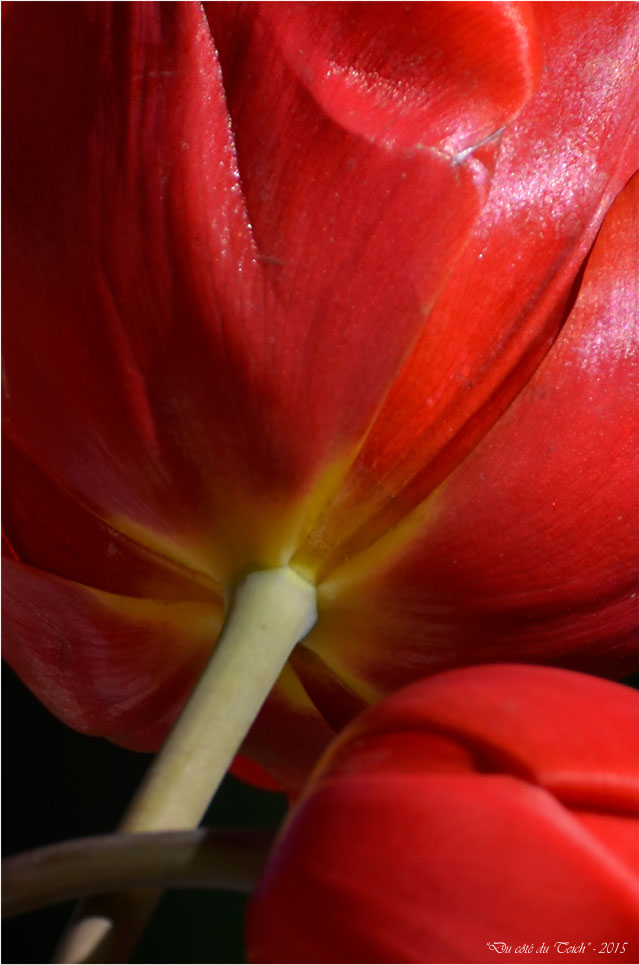BLOG-DSC_34604-bouquet tulipes rouges