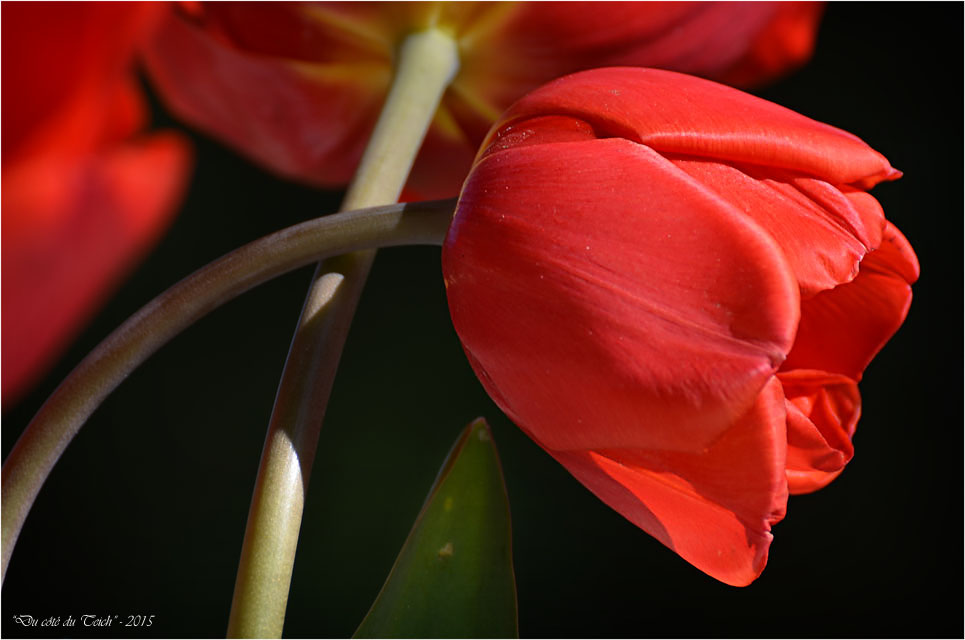 BLOG-DSC_34605-bouquet tulipes rouges
