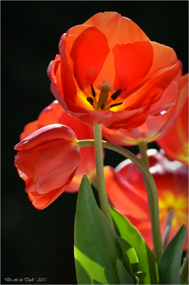 BLOG-DSC_34610-bouquet tulipes rouges