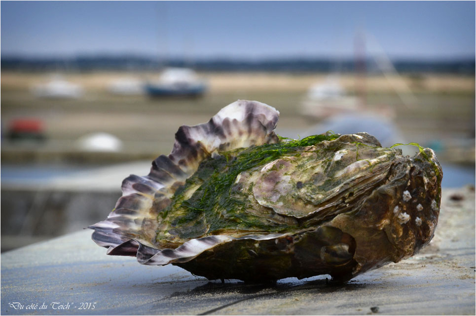 BLOG-DSC_34657-huître et conche du Mimbeau