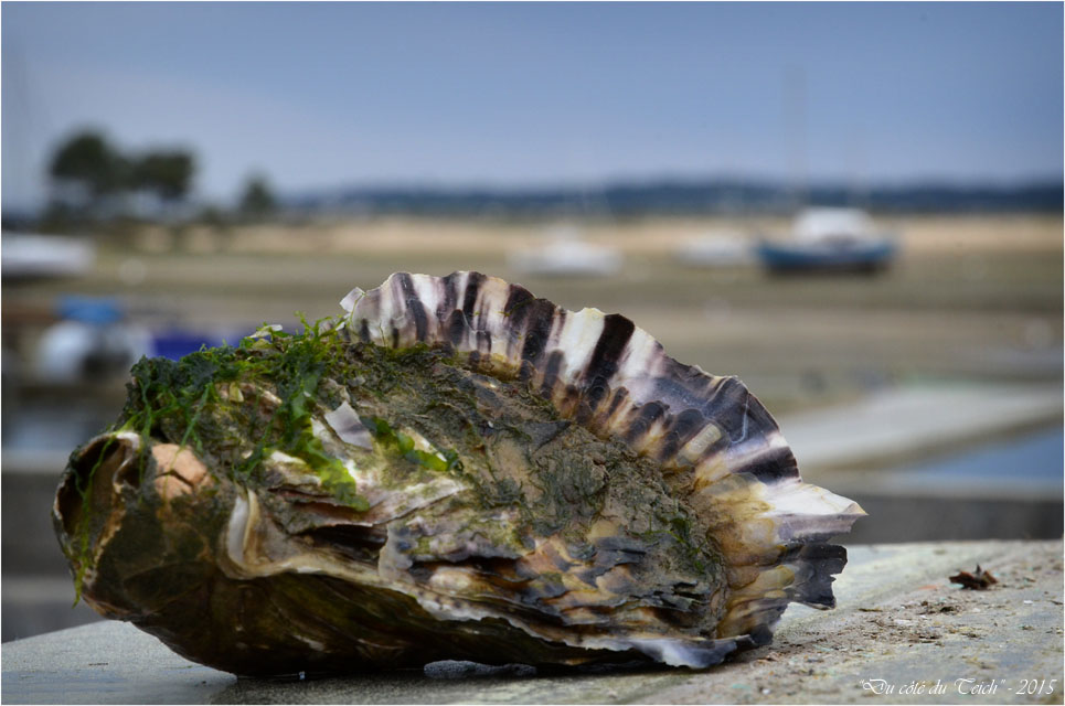 BLOG-DSC_34660-huître et conche du Mimbeau