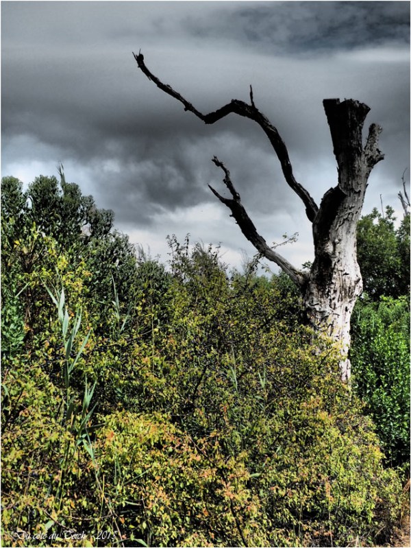  blog-p7260077-arbre-mort-filtre-d.jpg