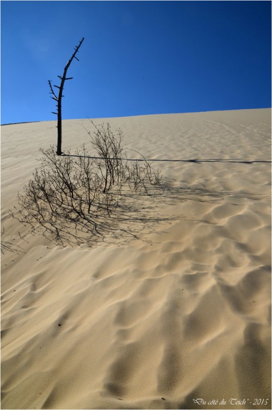 BLOG-DSC_38545-arbres ensevelis dune Pilat