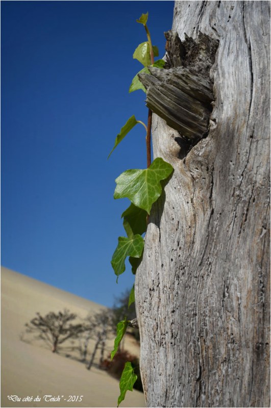 BLOG-DSC_38563-lierre et arbres ensevelis dune Pilat