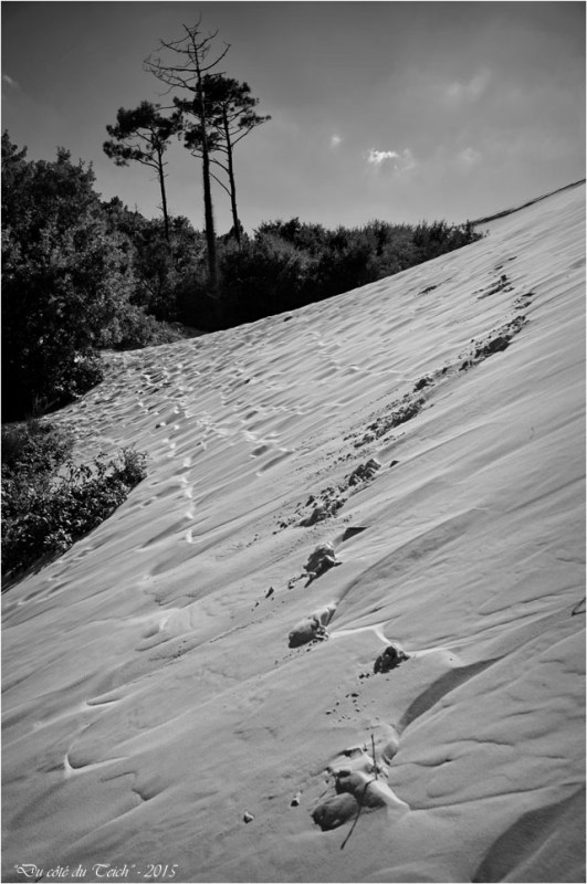BLOG-DSC_38541-forêt et dune Pilat N&B