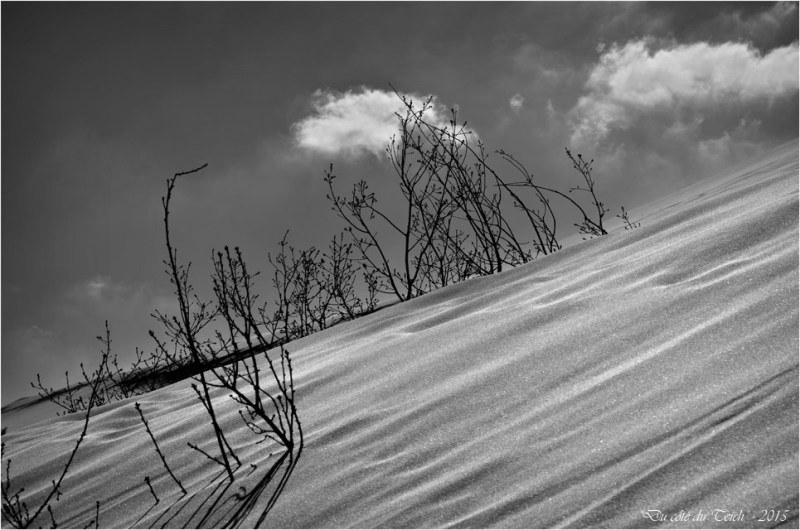 BLOG-DSC_38569-arbres ensevelis et nuages dune Pilat N&B