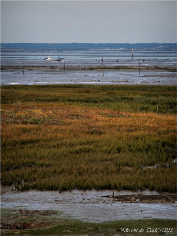 blog-pa191946-peche-maree-basse-rivages-barbotiere.jpg