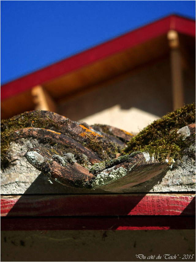 blog-pa231966-vieille-toiture-et-vacherie-certes-octobre-2015.jpg