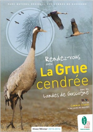 RDV avec la grue cendrée Landes de Gascogne - 2015-2016