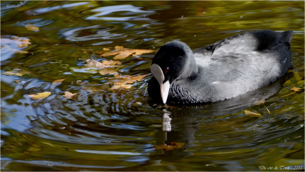 BLOG-DSC_38820-foulque macroule