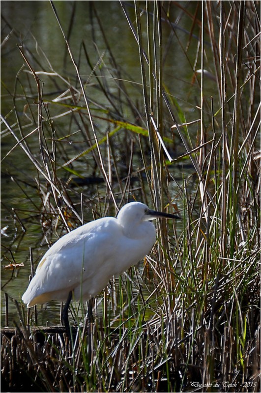 BLOG-DSC_38827-aigrette