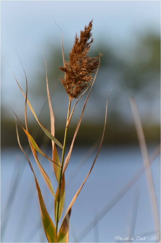 BLOG-DSC_38894-roseau