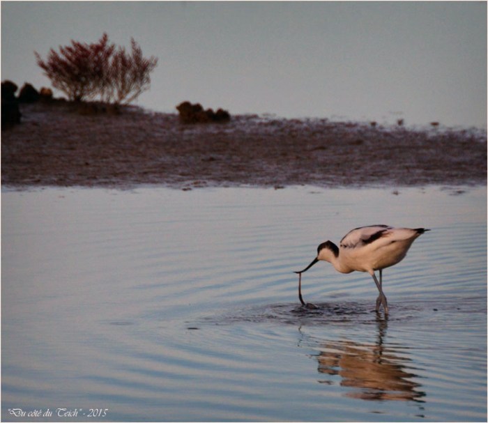 BLOG-DSC_38988-avocette elegante