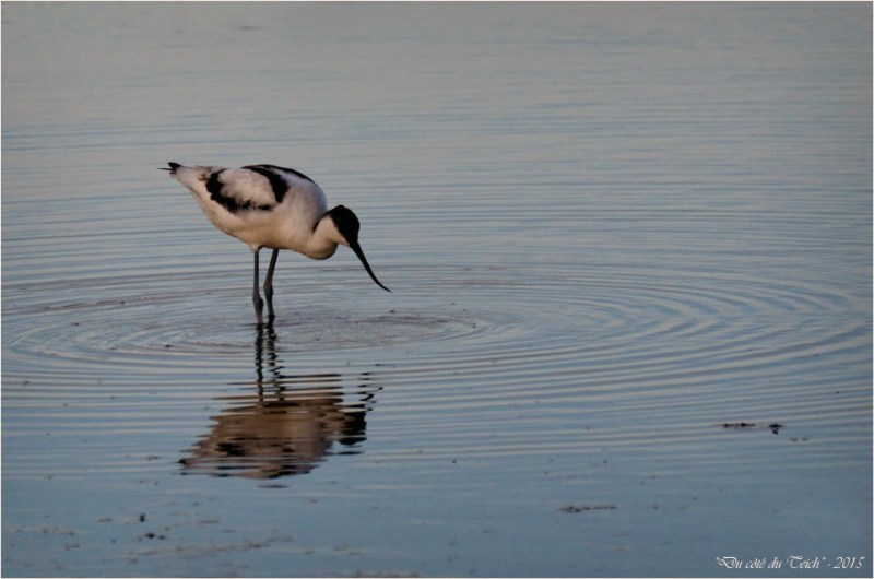 BLOG-DSC_38993-avocette elegante