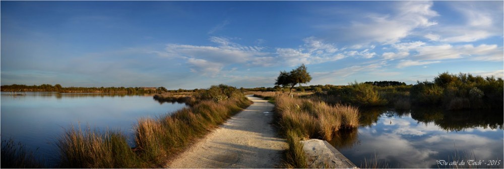 BLOG-DSC_39042-46-2-réserve ornithologique le Teich automne BLOG-DSC_39042-46-2-réserve ornithologique le Teich automne