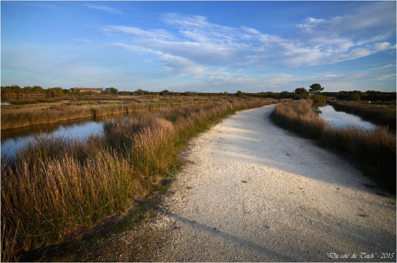 BLOG-DSC_39064-réserve ornithologique le Teich automne BLOG-DSC_39064-réserve ornithologique le Teich automne