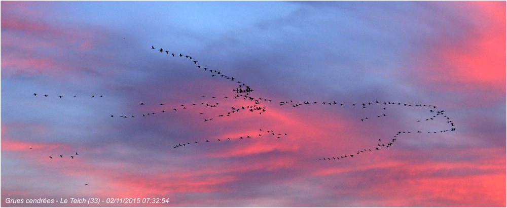 blog-pb022142-vol-grues-cendrc3a9es-le-teich-2-nov-2015.jpg