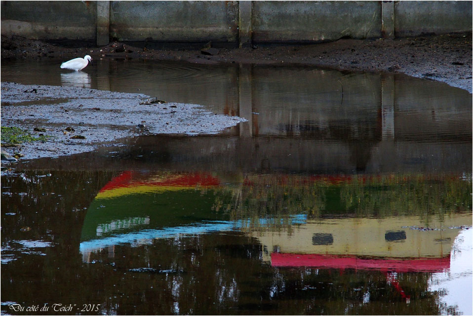 blog-pb282546-aigrette-et-reflet-pinasse.jpg