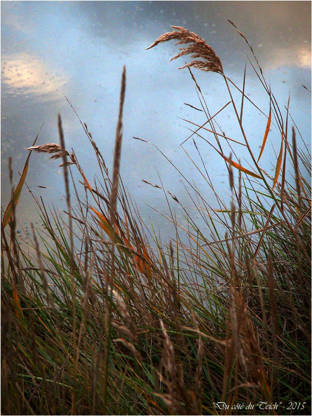 blog-pb282557-roseaux-et-reflet-ciel.jpg