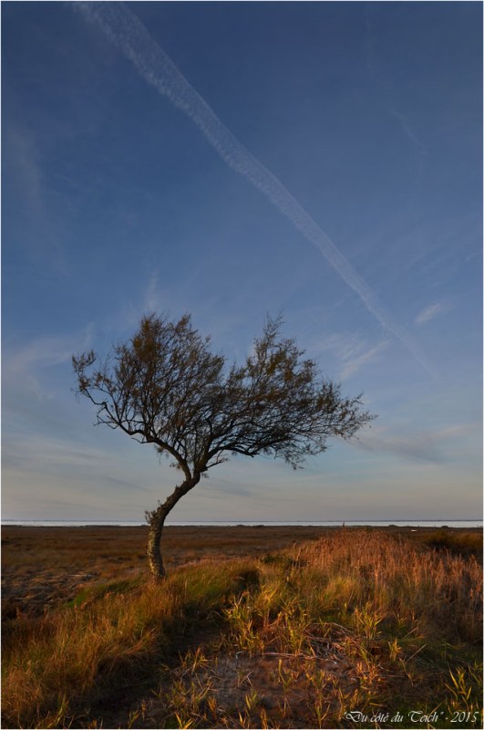 BLOG-DSC_39170-tamaris