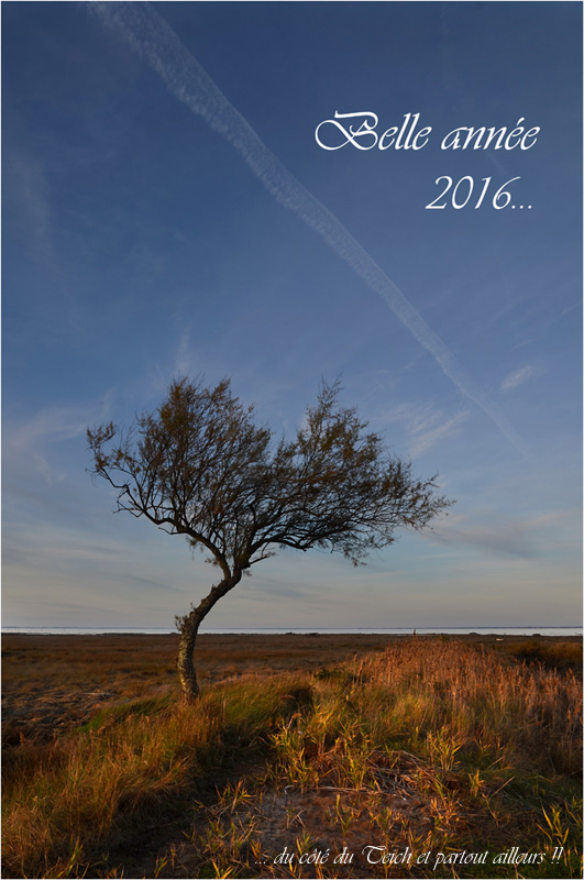 BLOG-DSC_39170-tamaris voeux 2016.jpg