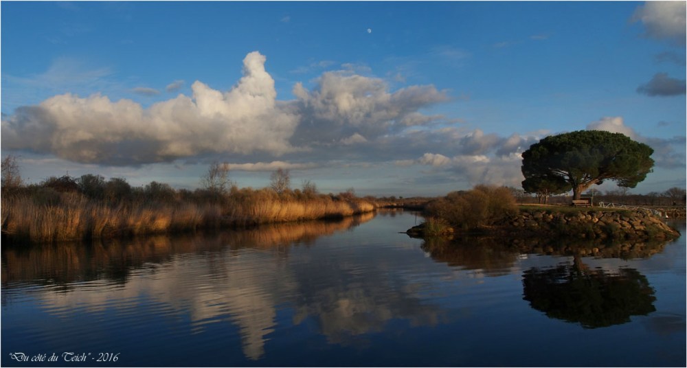 BLOG-P1203615-16-Leyre et pin entrée port du Teich