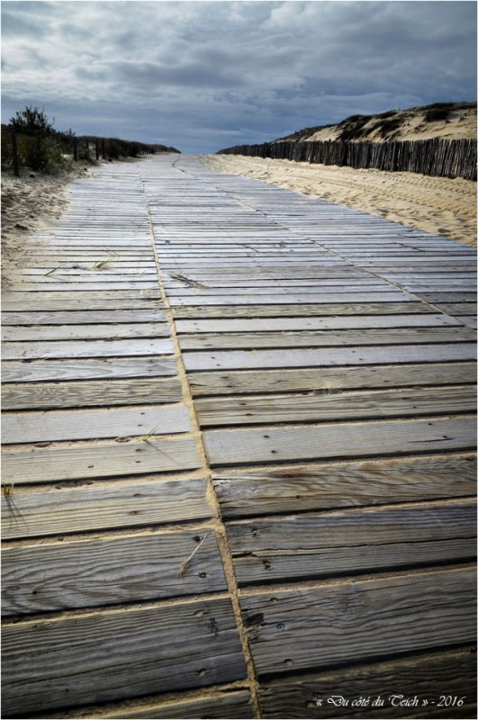 BLOG-DSC_39431-accès plage Cap-Ferret