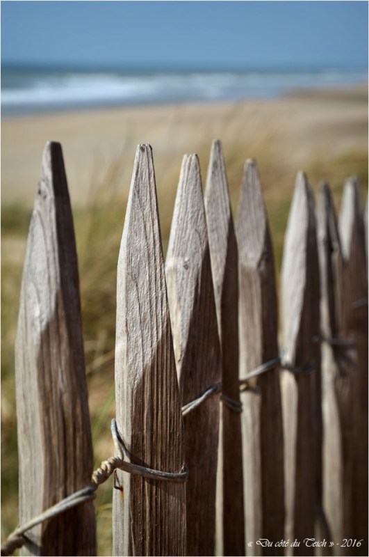 BLOG-DSC_39615-ganivelles plage Lacanau